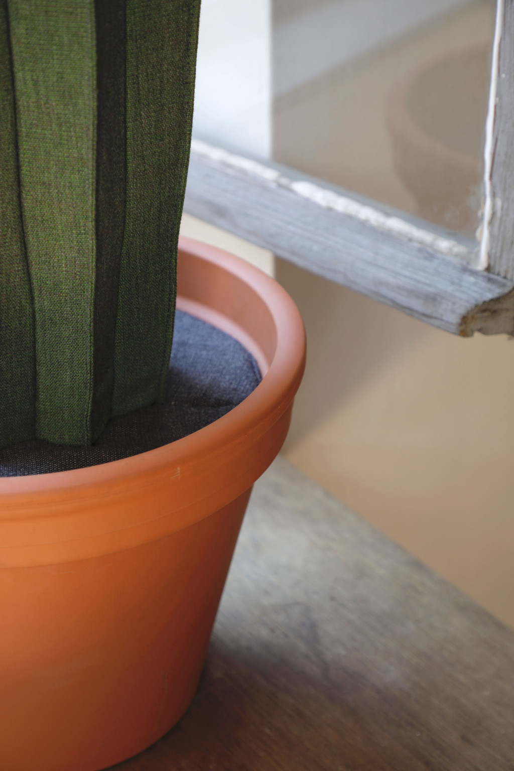 Cacti